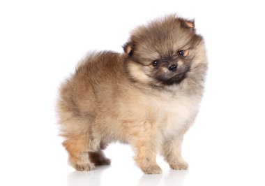 Pomeranian spitz köpek yavrusu ayakta