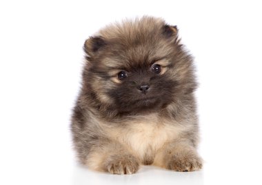 yalan pomeranian spitz köpek yavrusu