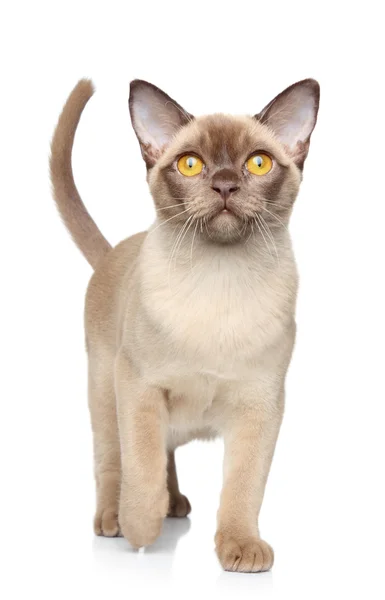 흰색 바탕에 걷는 버마어 고양이 — 스톡 사진