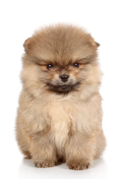 Pomeranian spitz puppy close-up portrait — Stock Photo, Image