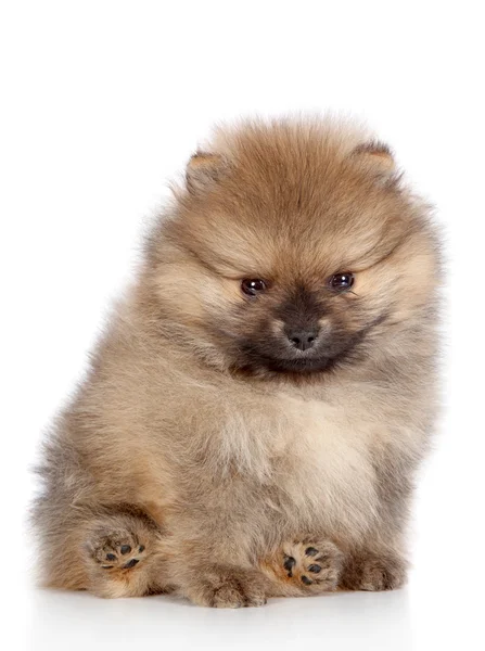 Pomeranian spitz cachorro primer plano retrato —  Fotos de Stock