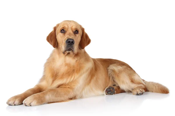Golden retriever hund liggende på gulvet - Stock-foto