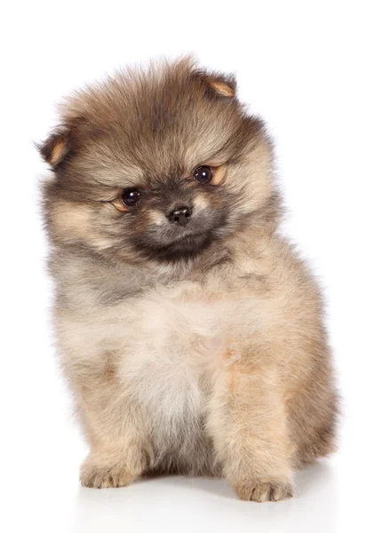 Pomeranian spitz filhote de cachorro sentado. Retrato de close-up — Fotografia de Stock