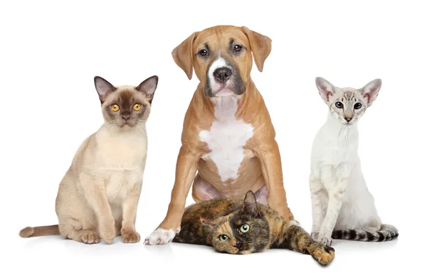 Gatti e cane ritratto di gruppo su sfondo bianco — Foto Stock