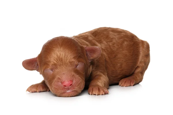 Kaniş köpek yavrusu (2 gün) serisi — Stok fotoğraf