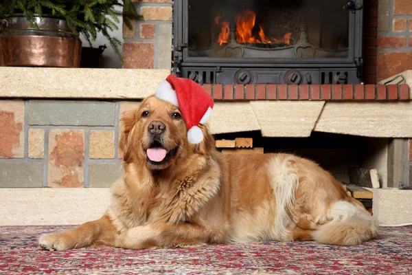 Golden retriever in Santa xmas cap