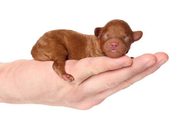 Poodle cachorro (2 días) se encuentra en la mano — Foto de Stock