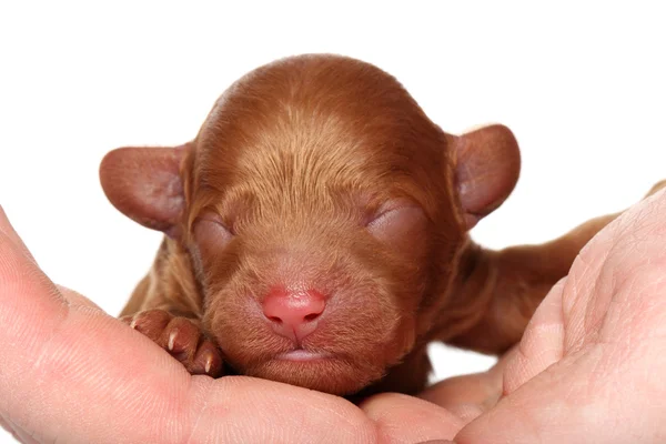 Poedel pup (2 dagen) ligt in de hand — Stockfoto