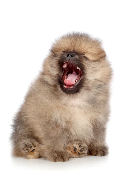 Špic Pomeranian puppy zívnutí — Stock fotografie