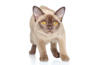 Beyaz bir arka planda Birman kedisi