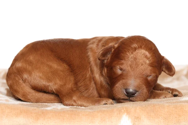 Poodle ύπνου κουτάβι (μία εβδομάδα) — Φωτογραφία Αρχείου