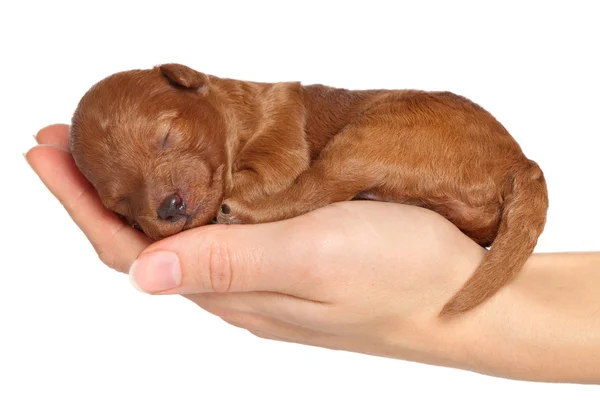 Pies szczeniak (jeden tydzień) w ręku — Zdjęcie stockowe