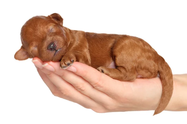 Pequeno cachorro (uma semana) na mão sobre fundo branco — Fotografia de Stock