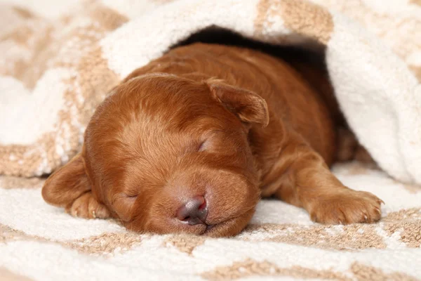 Poodle cachorro (una semana) duerme en manta —  Fotos de Stock