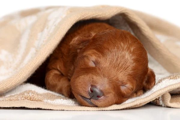 Пудель щенок (одна неделя) спит в одеяле — стоковое фото