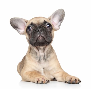 French bulldog puppy on a white background clipart