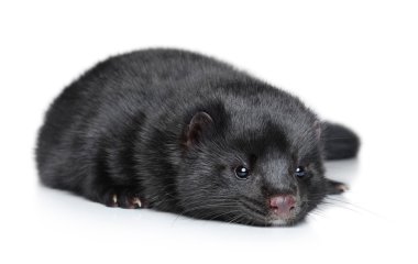 Mink lying on a white background clipart