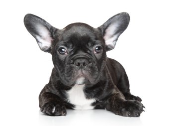 French bulldog puppy on a white background clipart