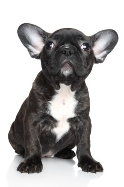 French bulldog puppy sits on a white background clipart