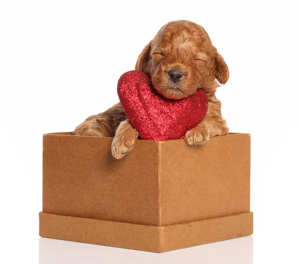 Cucciolo di cacca dorme in una scatola con un cuore rosso di San Valentino — Foto Stock