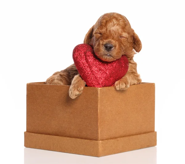 stock image Poodle pup sleeps in a box with a red valentine heart