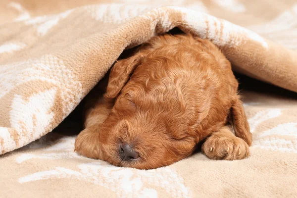 Poodle cucciolo (seconda settimana) sonno — Foto Stock
