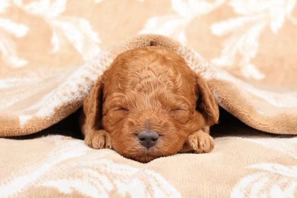 Poodle ύπνου κουτάβι (δεύτερη εβδομάδα) — Φωτογραφία Αρχείου