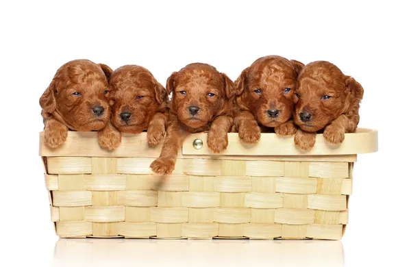 Poodle cachorros en cesta un fondo blanco —  Fotos de Stock