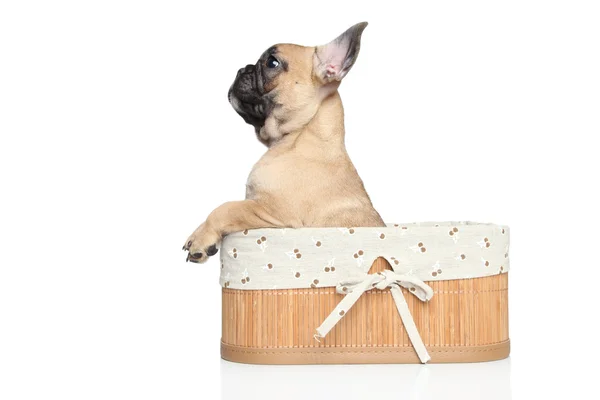 French bulldog puppy in basket — Stock Photo, Image
