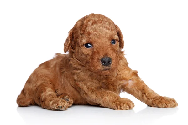 Juguete perrito cachorro (20 días) sobre un fondo blanco —  Fotos de Stock
