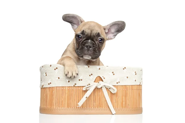 Junge französische Bulldogge Welpe. Nahaufnahme Porträt auf weißem Hintergrund — Stockfoto
