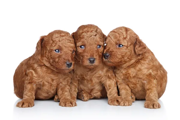 Grupo de um filhote de cachorro de brinquedo-poodle (20 dias) em um fundo branco — Fotografia de Stock