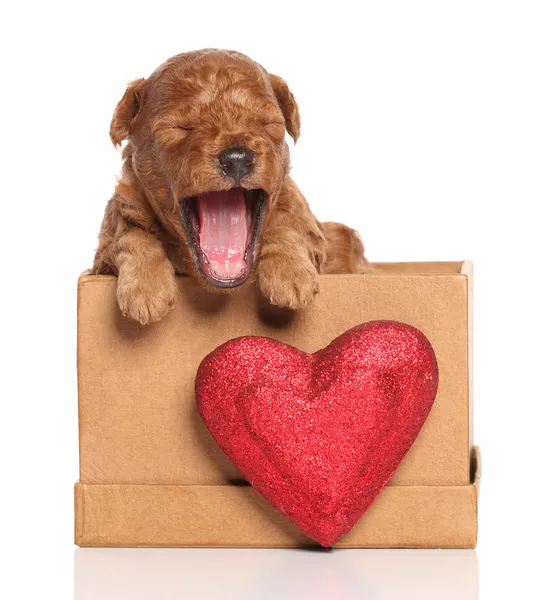Poodle pup (segunda semana) bosteza en una caja con un corazón rojo en un wh —  Fotos de Stock