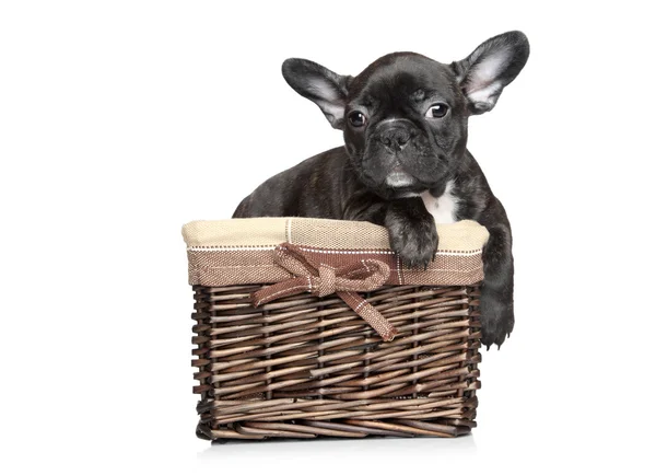 Francés bulldog cachorro se encuentra en la cesta —  Fotos de Stock