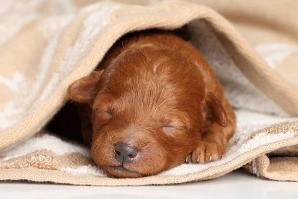 Cachorrinho de poodle (uma semana) deformado em cobertor — Fotografia de Stock