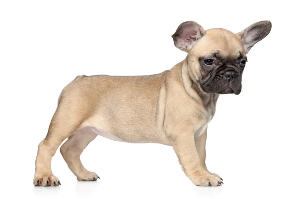 Franse bulldog puppy op een witte achtergrond — Stockfoto