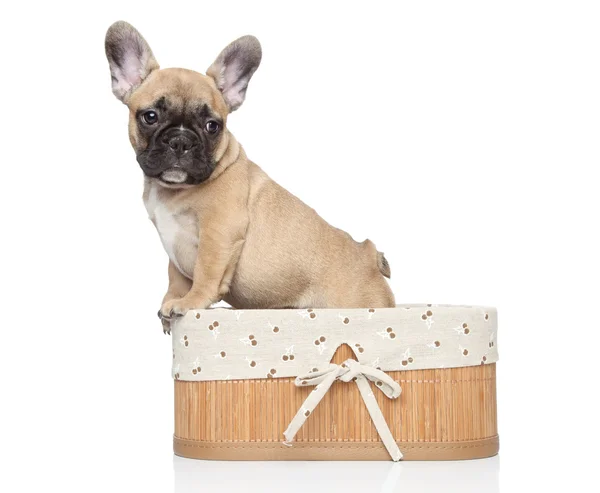 stock image Young French bulldog puppy. Closeup portrait