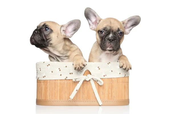Bulldog francés cachorros en cesta —  Fotos de Stock