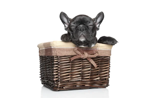 Fransk bulldog valp i korg — Stockfoto