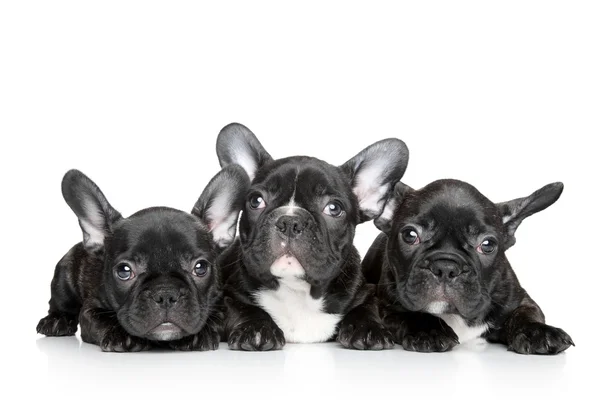 French bulldog puppies on a white background — Stock Photo, Image
