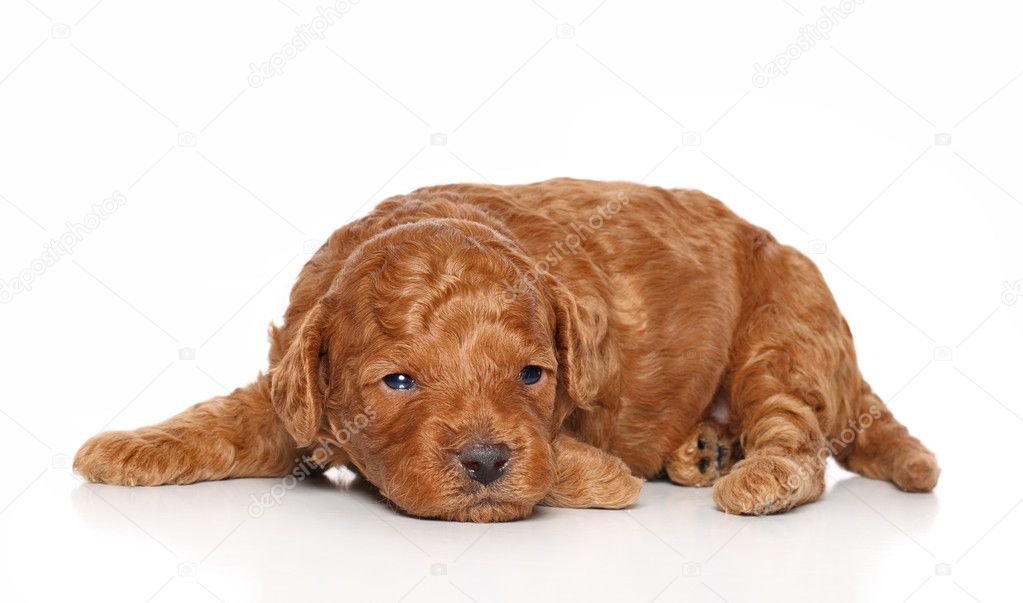 Poodle pup lies on a white background.