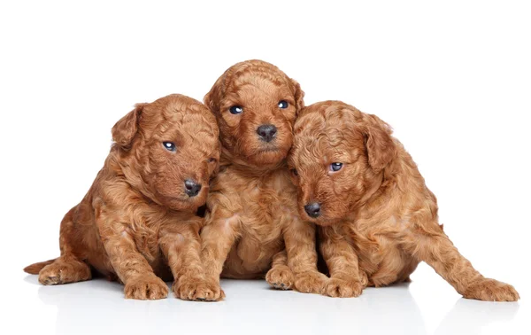 Cachorros de brinquedo-poodle (20 dias) em um fundo branco — Fotografia de Stock