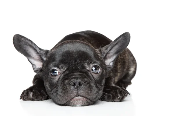 French bulldog puppy lies on a white background — Stock Photo, Image