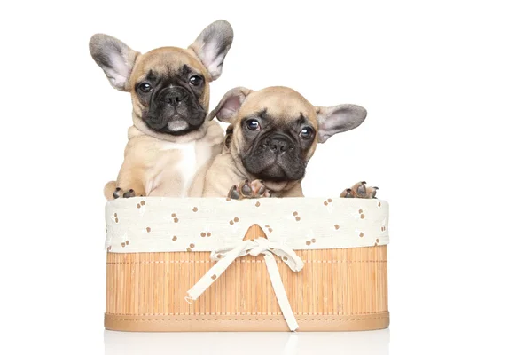 French bulldog puppies in basket — Stock Photo, Image