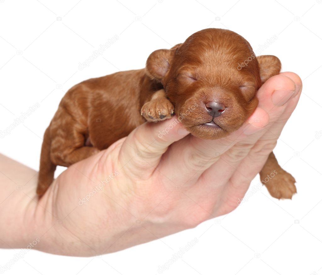 Little puppy (one week) in hand over white background