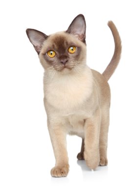 Burmese cat on a white background clipart