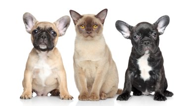 Cat and dog puppies on a white background clipart