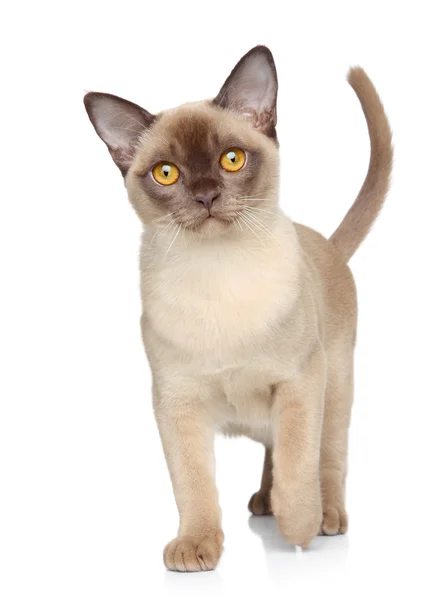 Burmese cat on a white background — Stock Photo, Image