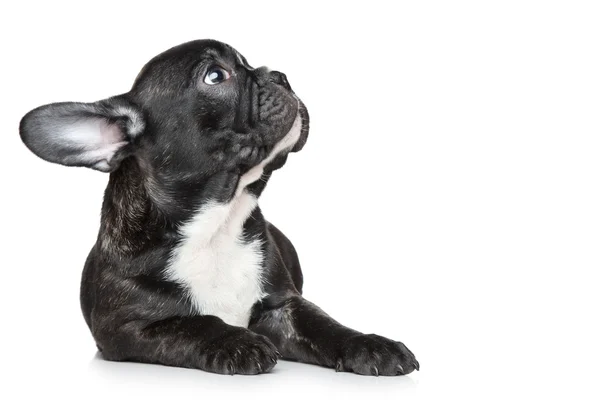 Bulldog francés cachorro mirando hacia arriba — Foto de Stock