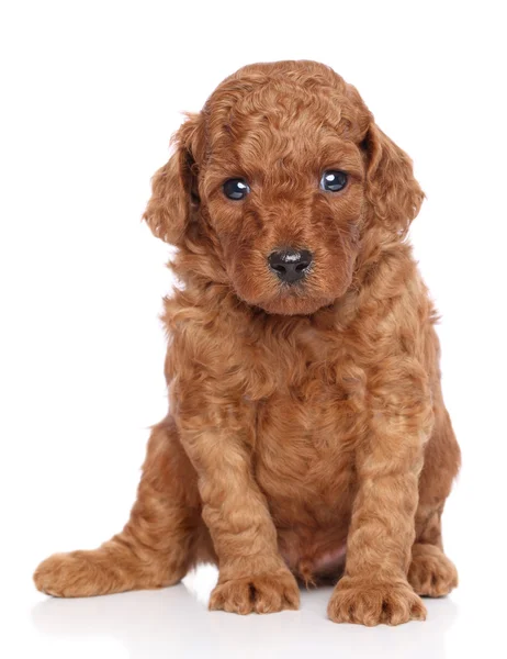 Miniature poodle puppy on white background — Stock Photo, Image